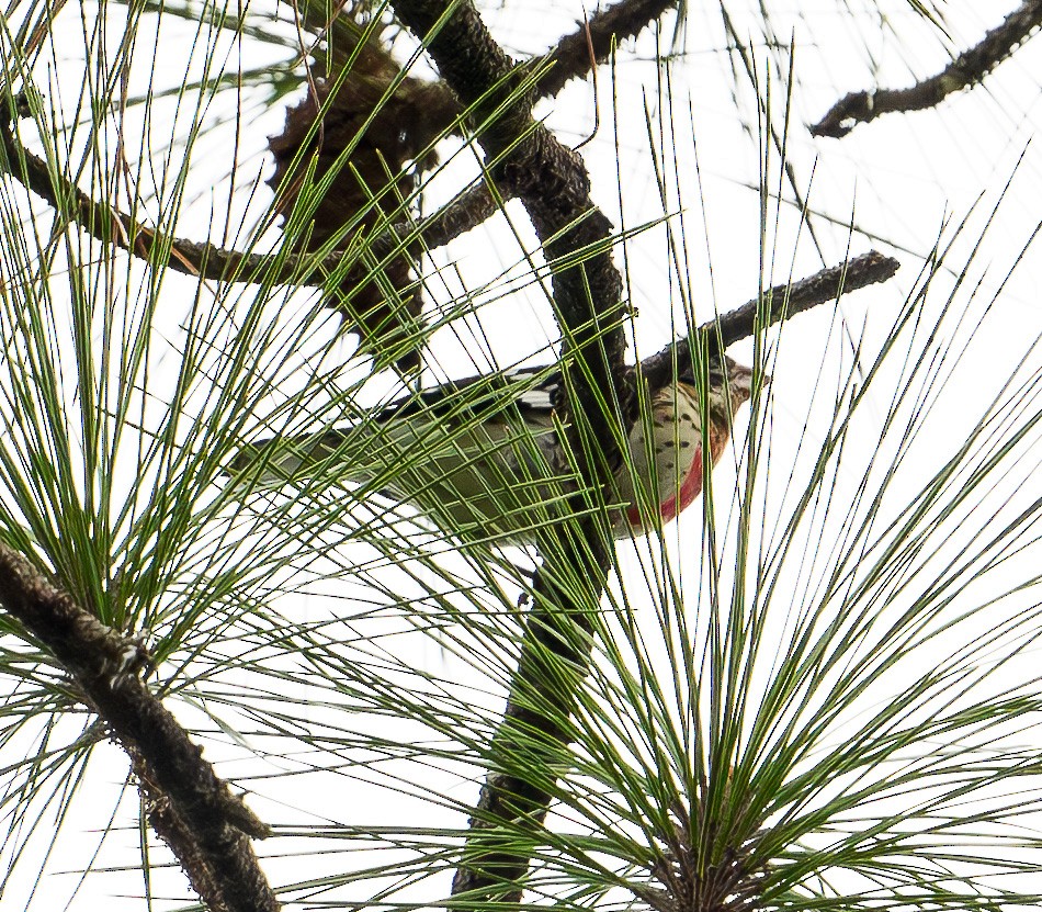 Cardinal à poitrine rose - ML624572484