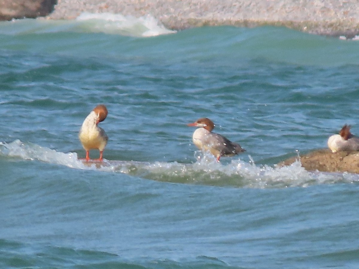 Common Merganser - Michal Bardecki