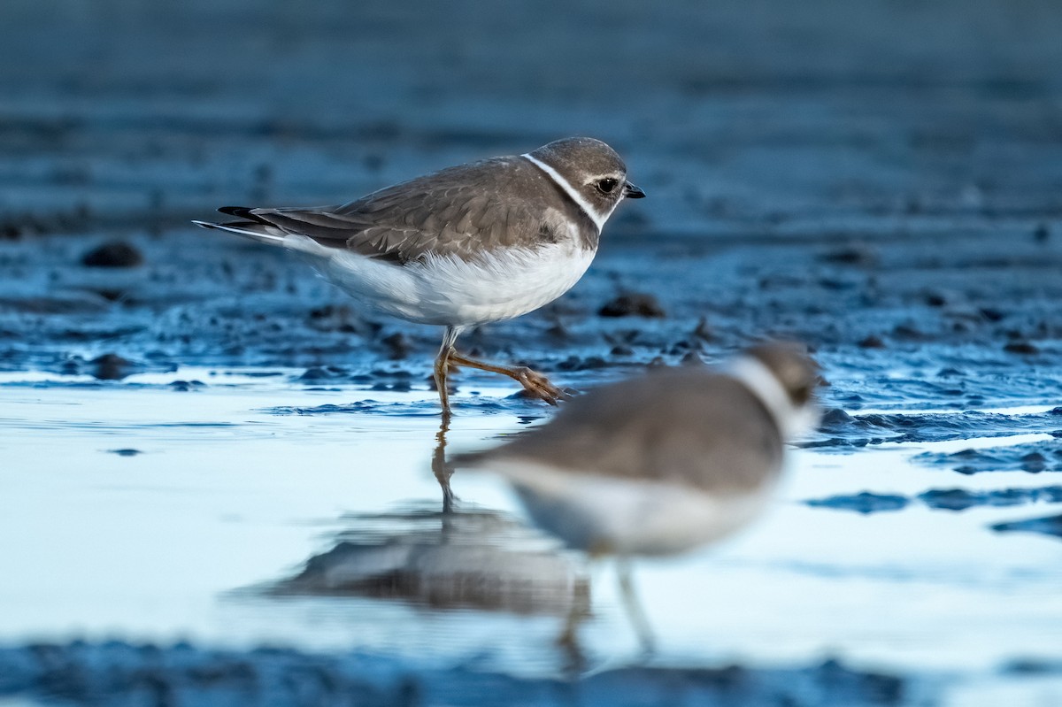 Semipalmated Plover - ML624572491