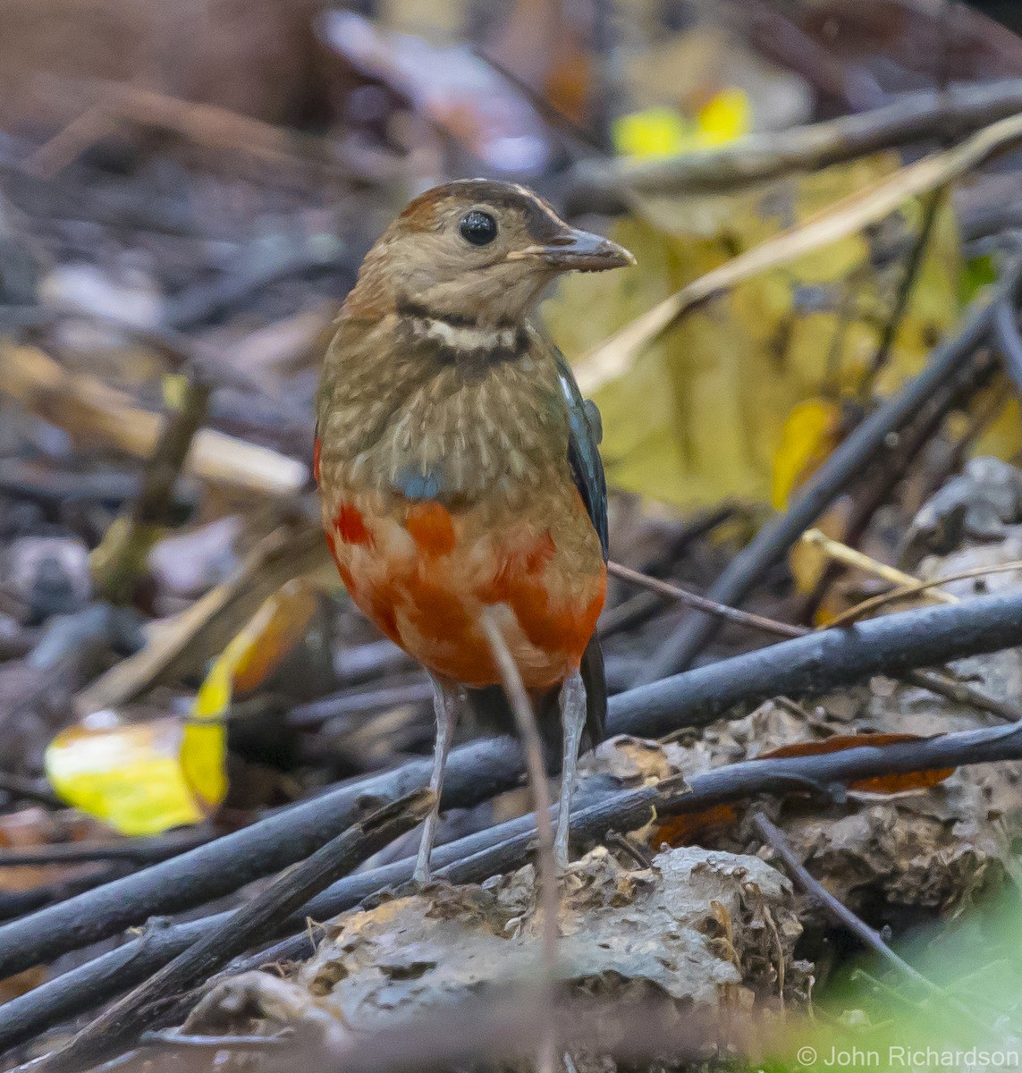 Sulawesi Pitta - John Richardson