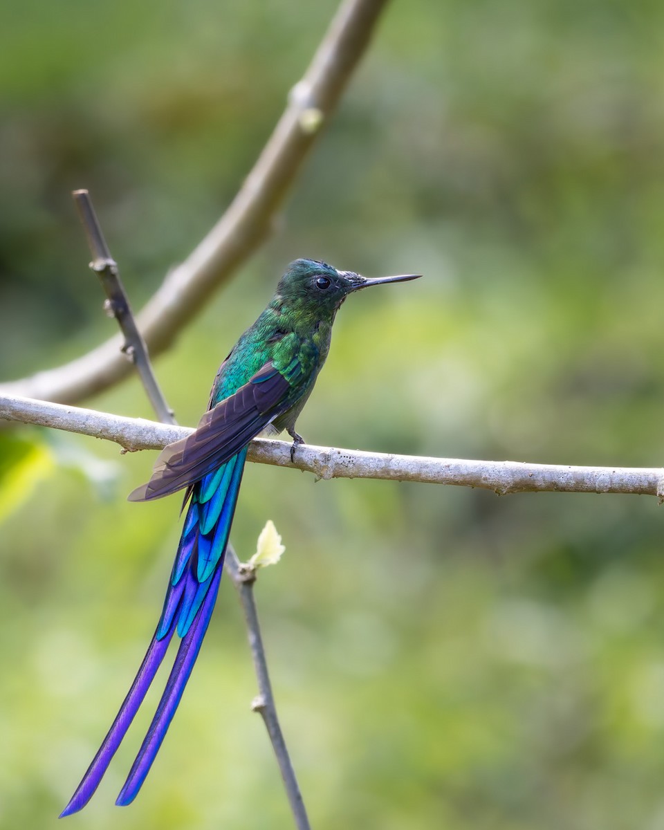 Long-tailed Sylph - Mateo Guarin