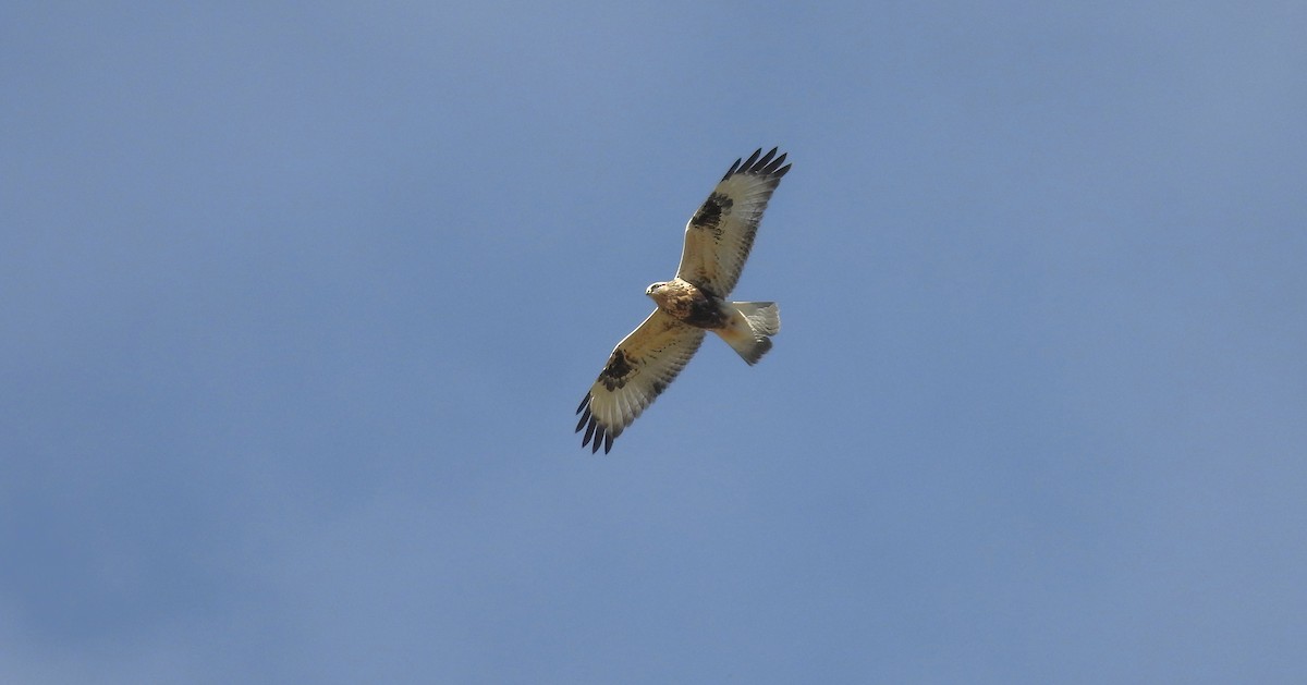 Rough-legged Hawk - Scott Thomson