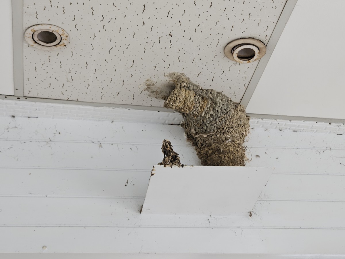 Striated Swallow - Chengheng Hu