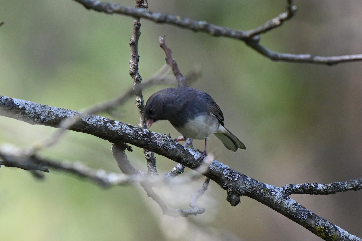 ユキヒメドリ（hyemalis／carolinensis） - ML624572518