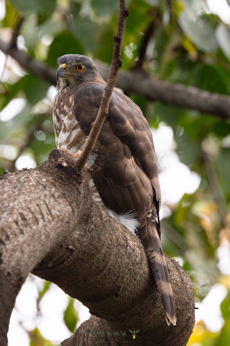 Crested Goshawk - XY Z