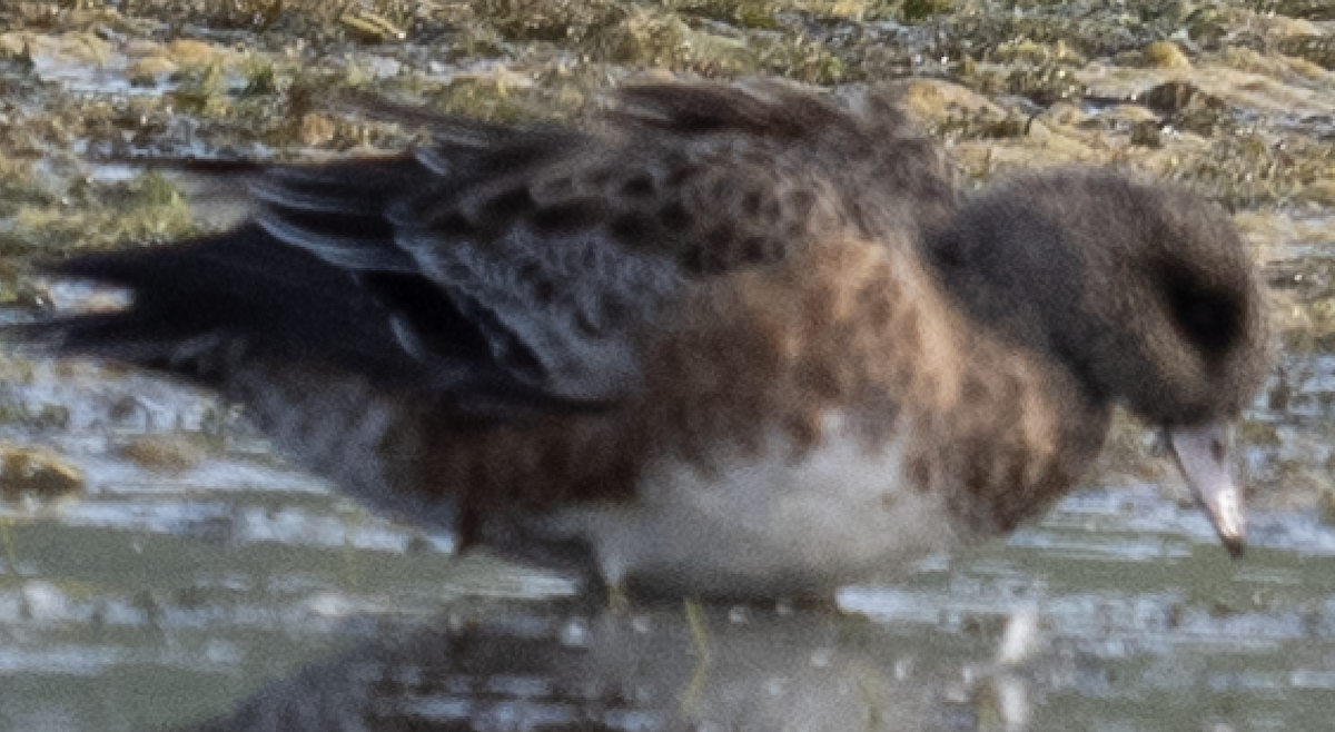 American Wigeon - ML624572521