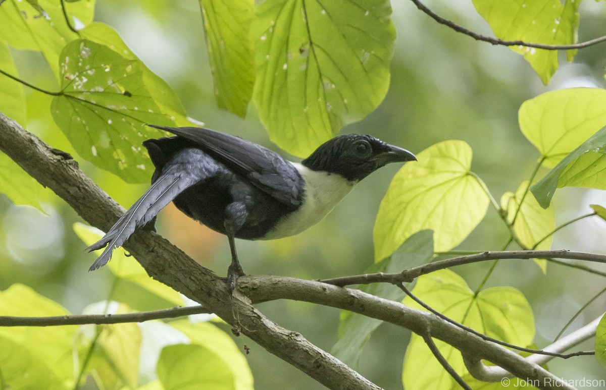 White-necked Myna - ML624572541