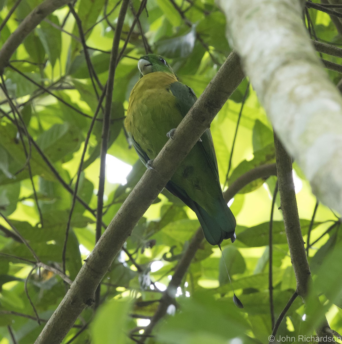 Yellow-breasted Racquet-tail - ML624572554