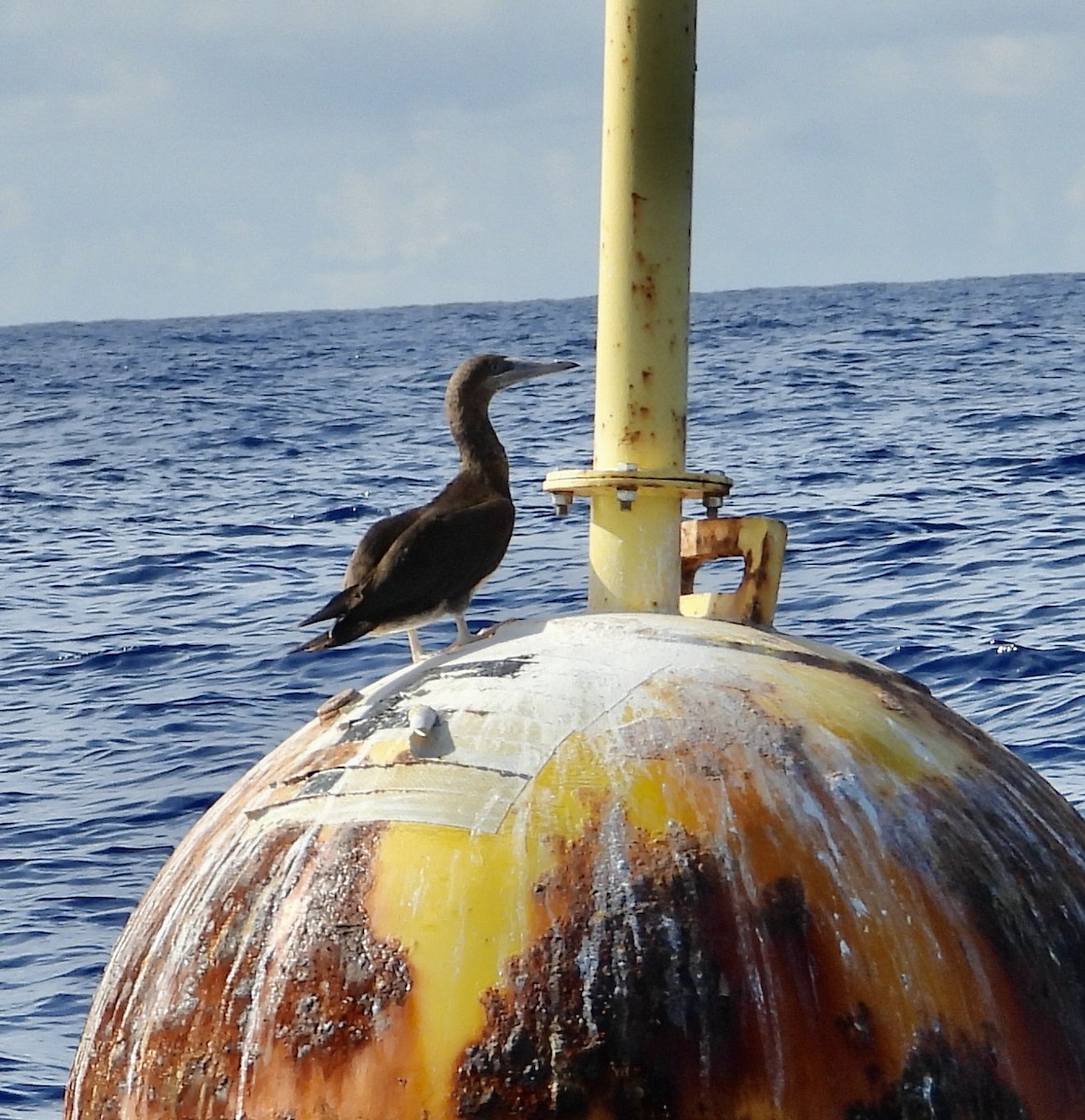 Brown Booby - ML624572563