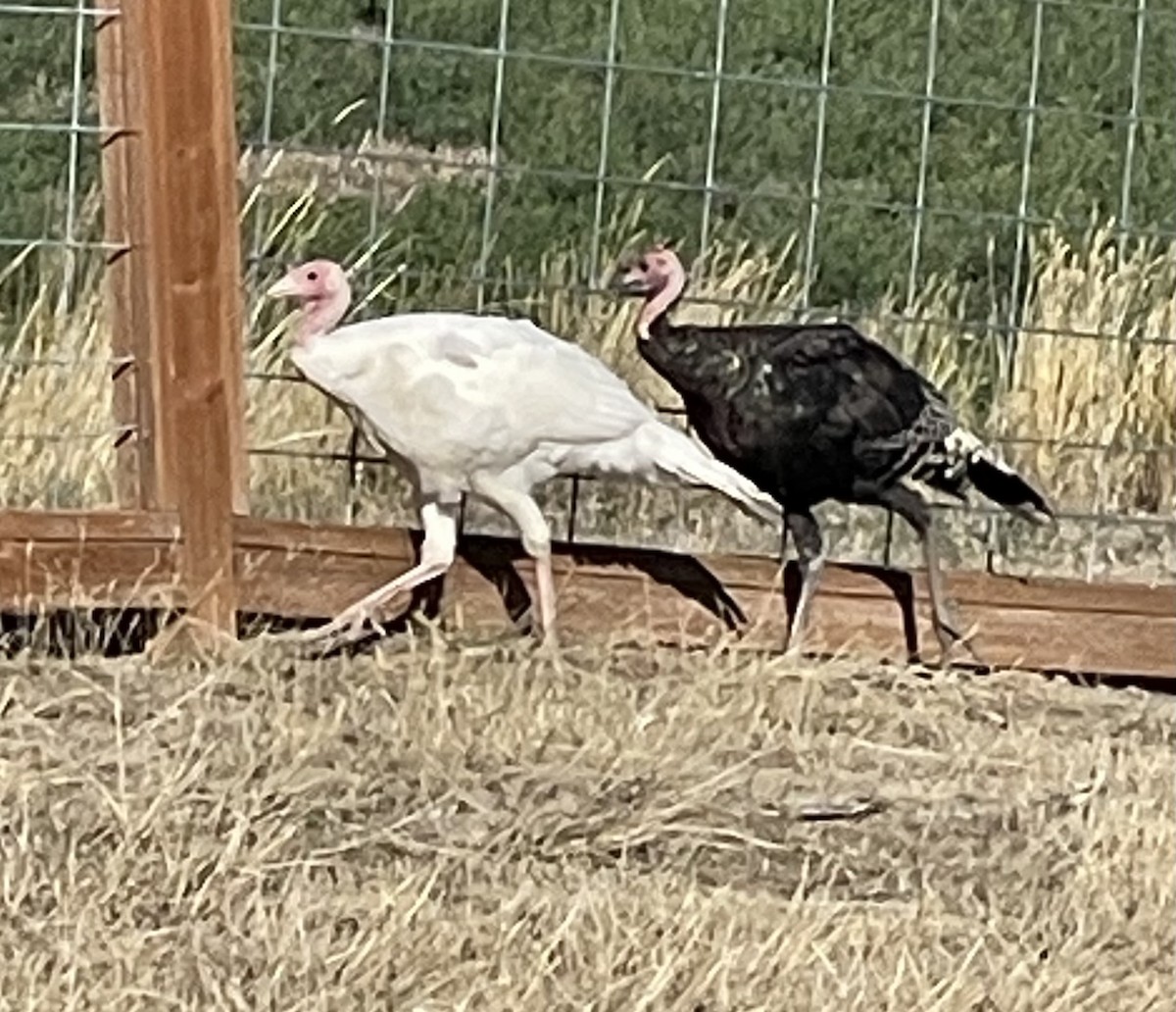 Wild Turkey - ML624572564