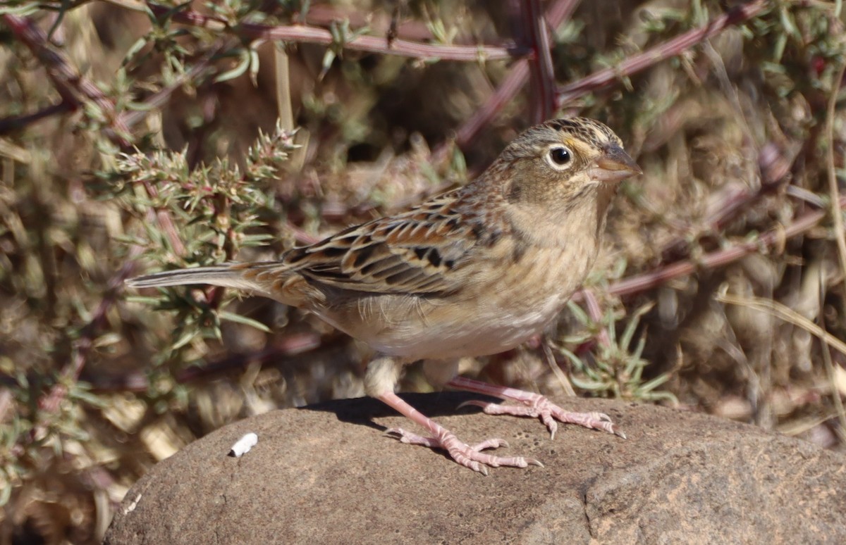 Grasshopper Sparrow - Tonie Hansen