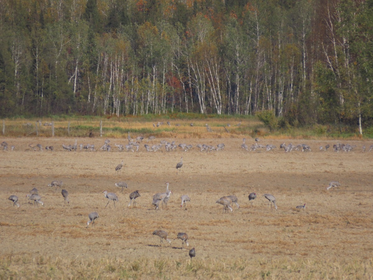 Grue du Canada - ML624572577