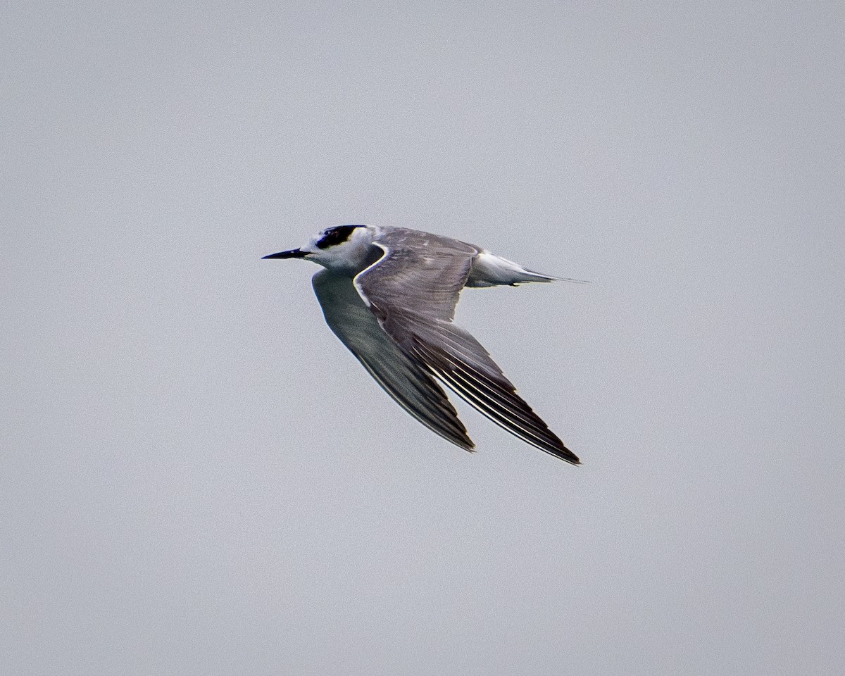 Aleutian Tern - ML624572599