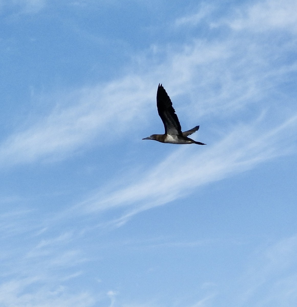 Brown Booby - ML624572612