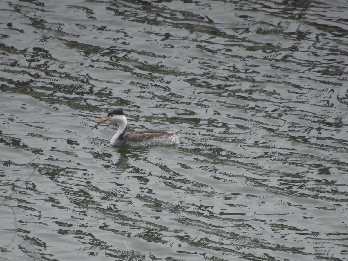 Clark's Grebe - ML624572652