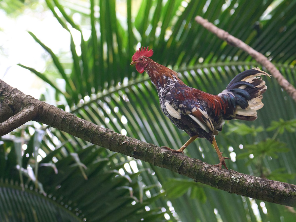 Red Junglefowl (Domestic type) - ML624572666