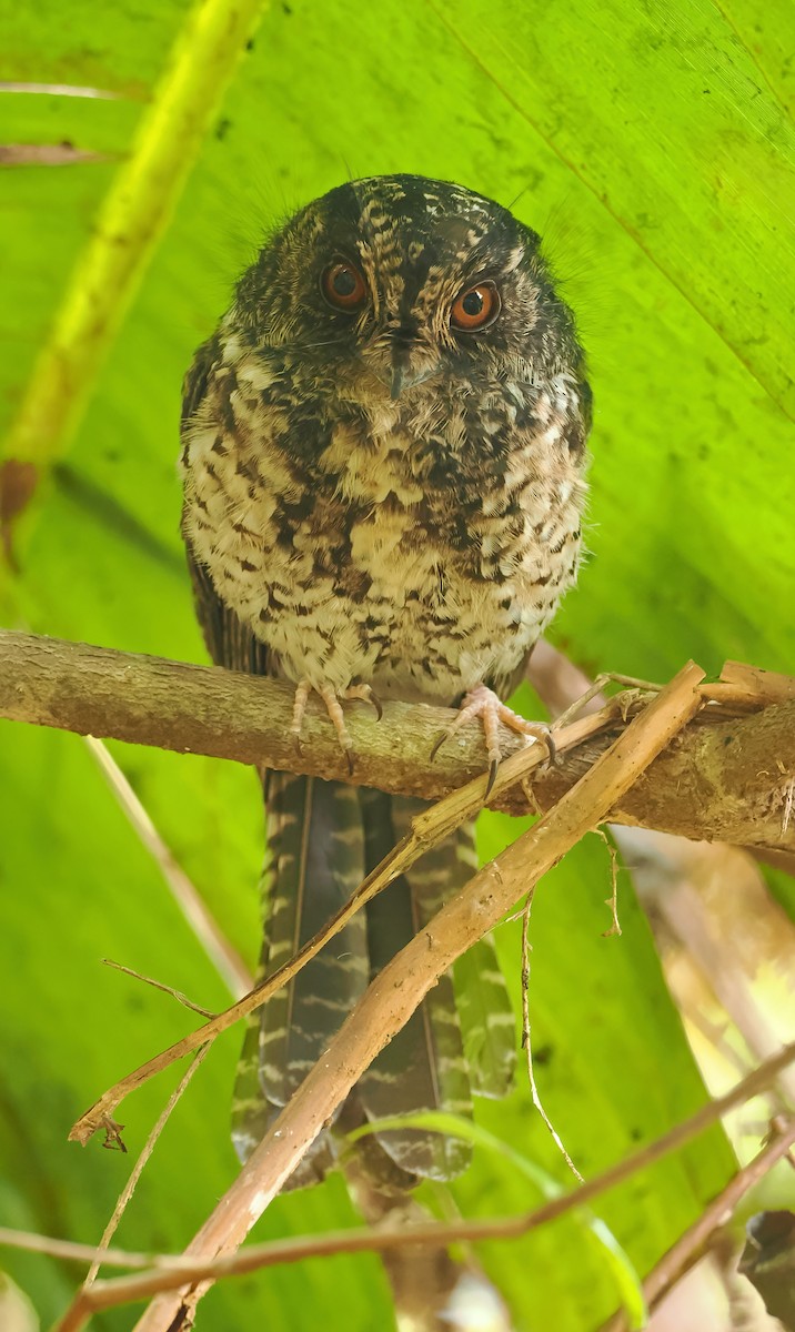 Mountain Owlet-nightjar - ML624572715