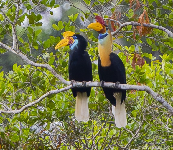 Knobbed Hornbill - ML624572732