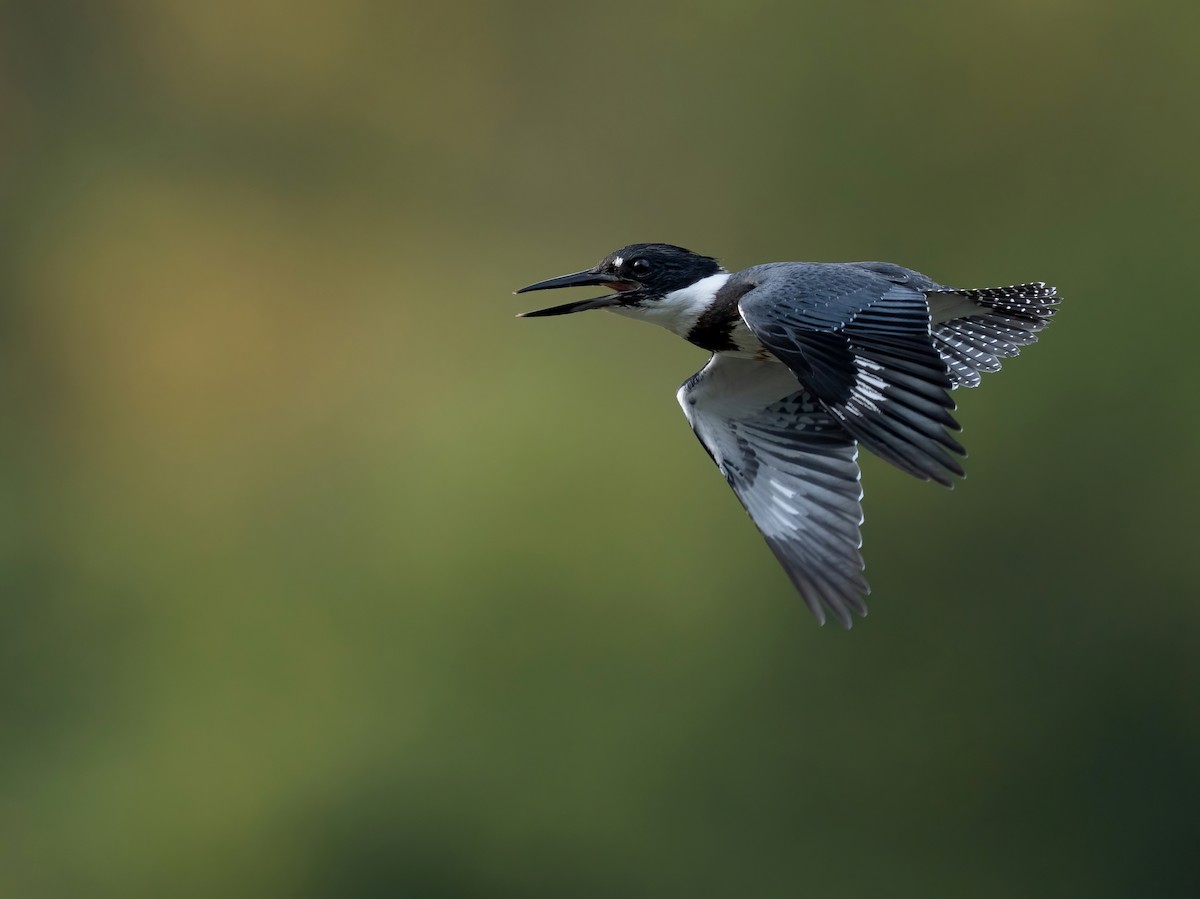 Belted Kingfisher - ML624572738