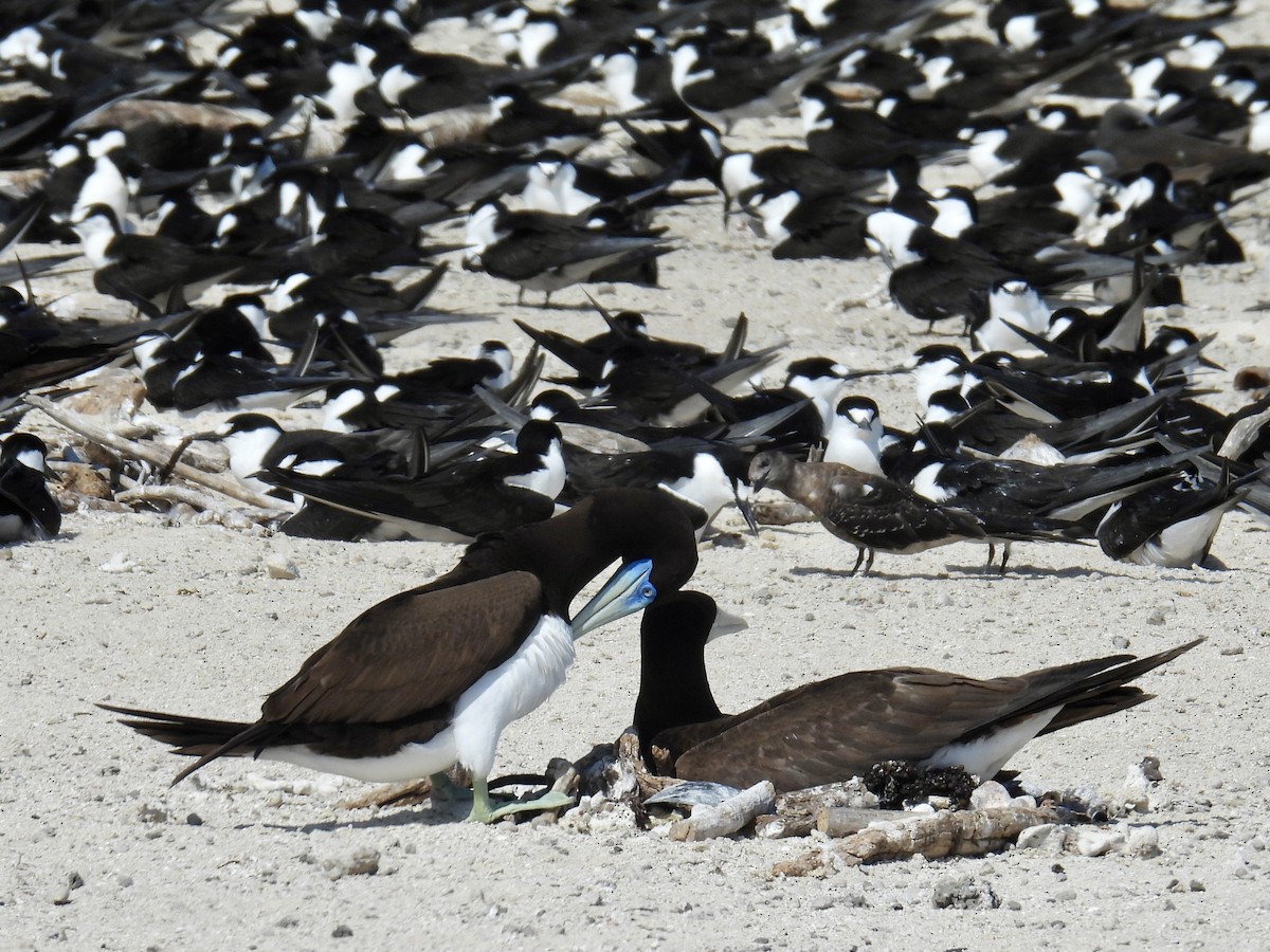 Brown Booby - ML624572740