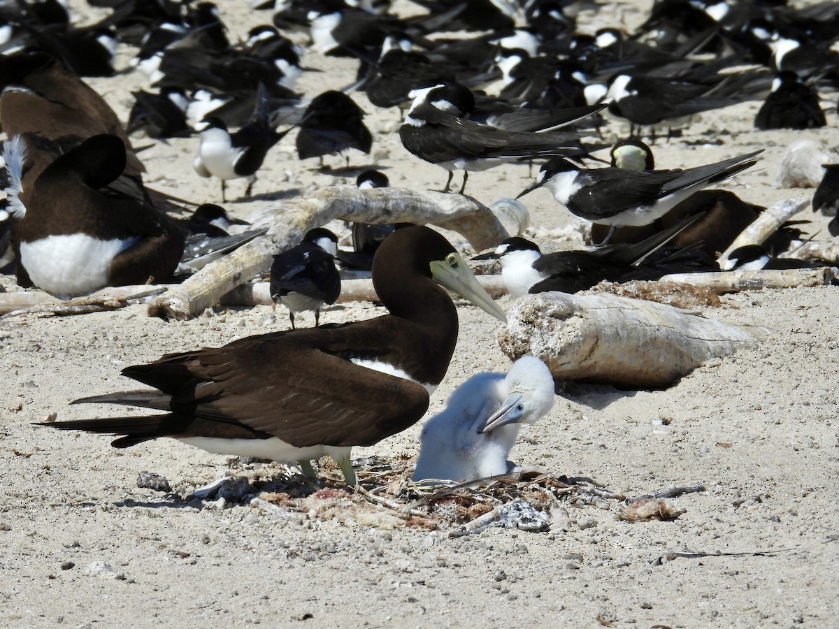 Brown Booby - ML624572741