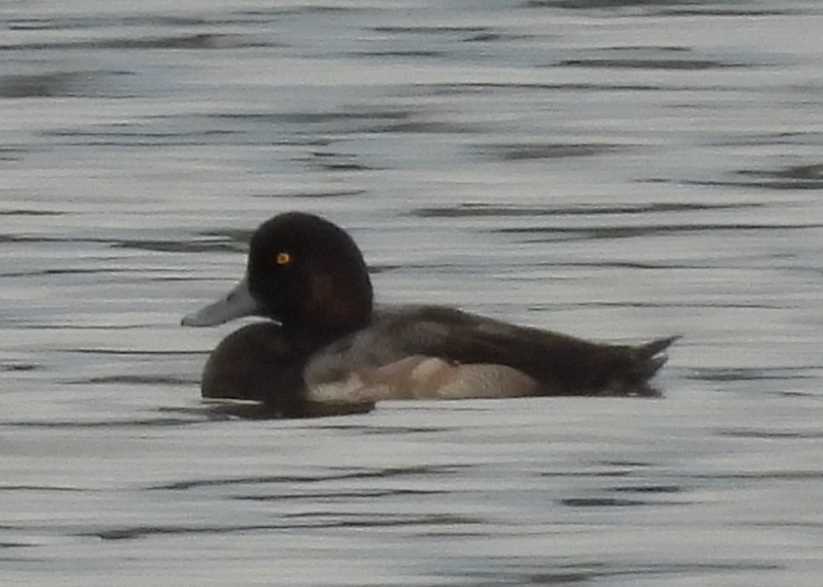 Lesser Scaup - ML624572753