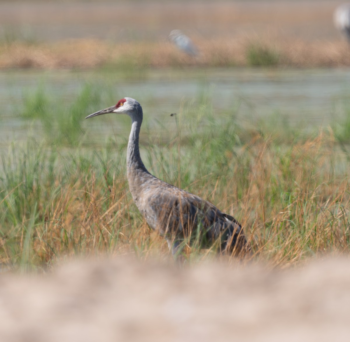 Sandhill Crane - ML624572759