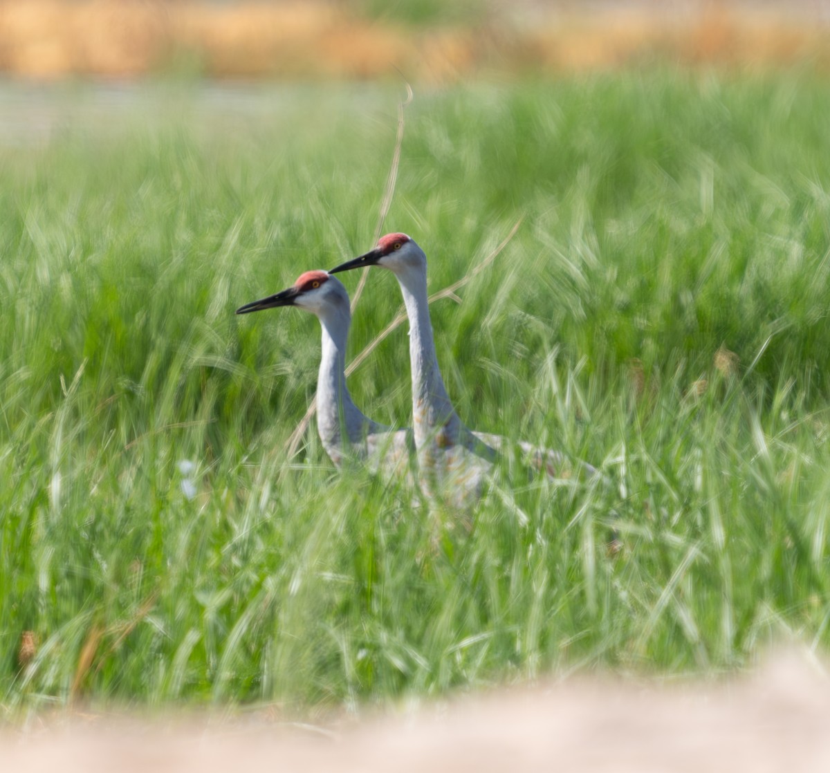 Sandhill Crane - ML624572760