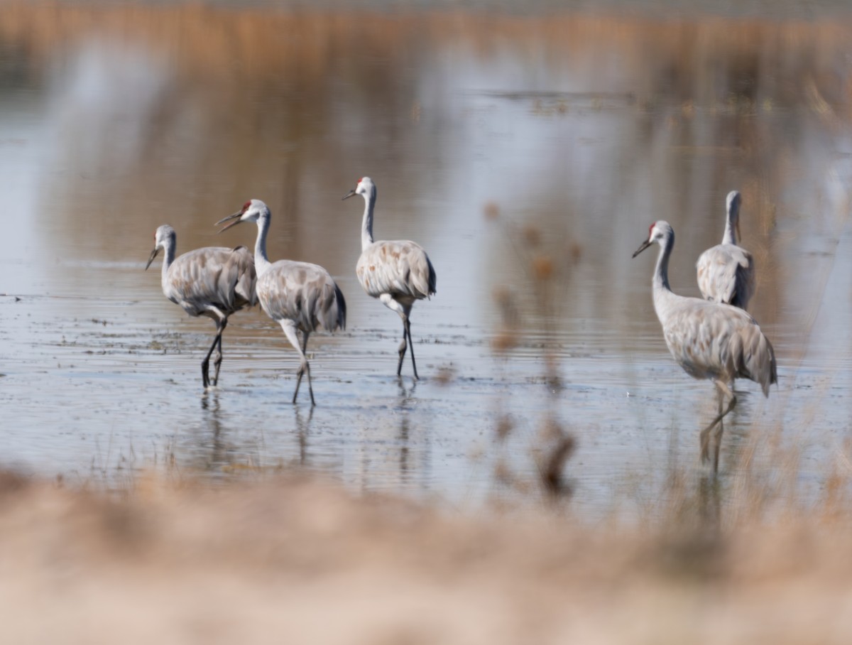 Sandhill Crane - ML624572761