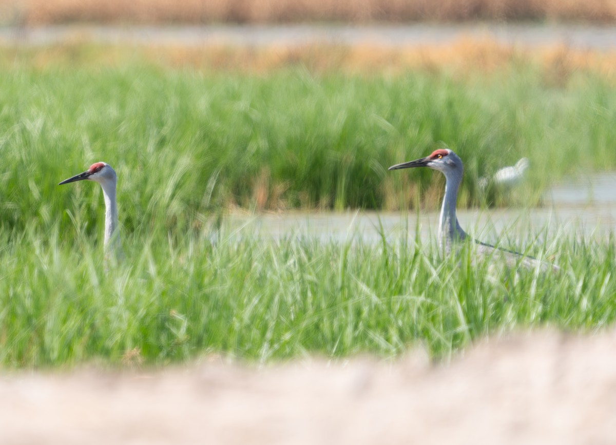 Sandhill Crane - ML624572762