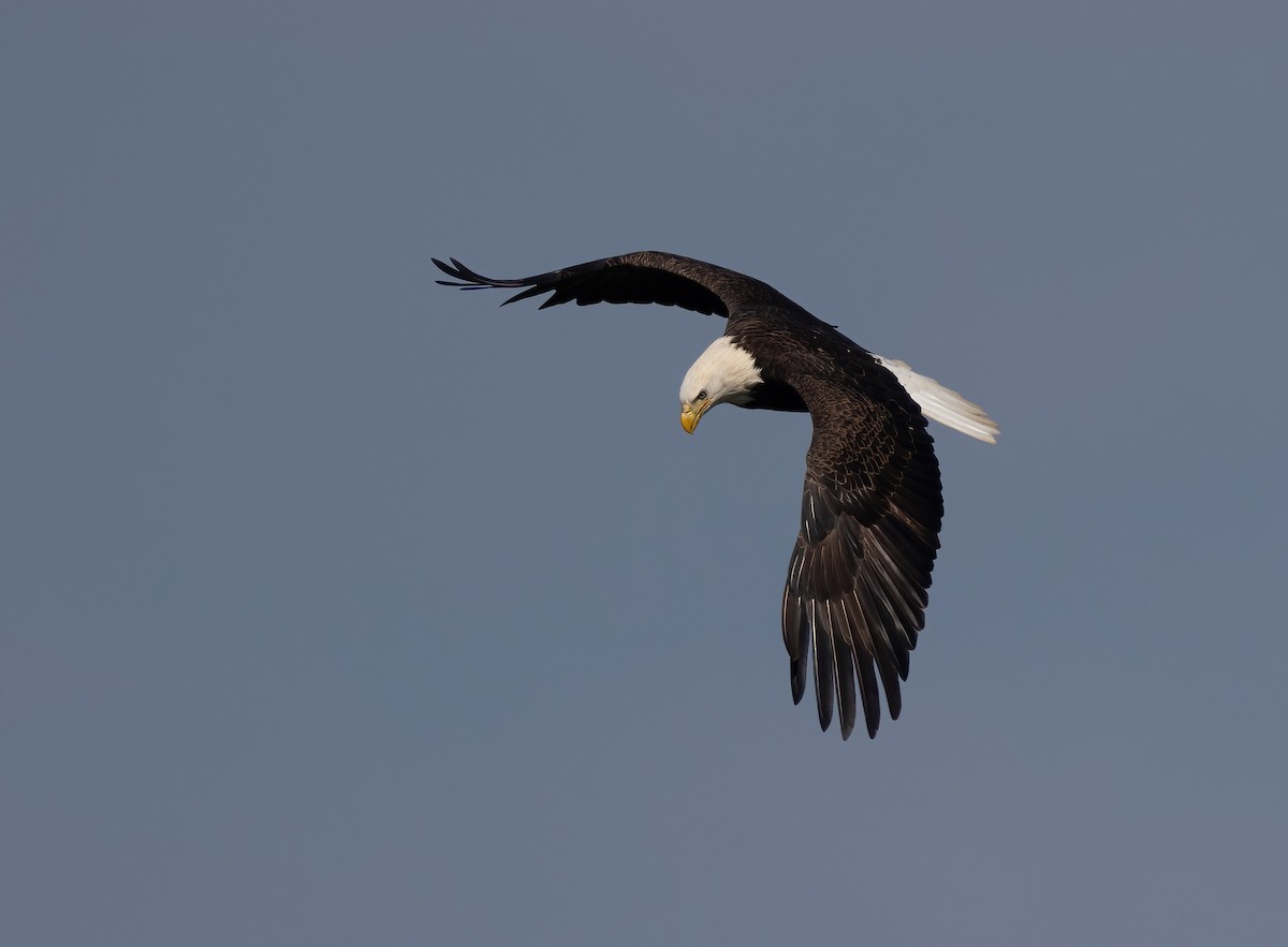 Bald Eagle - ML624572768