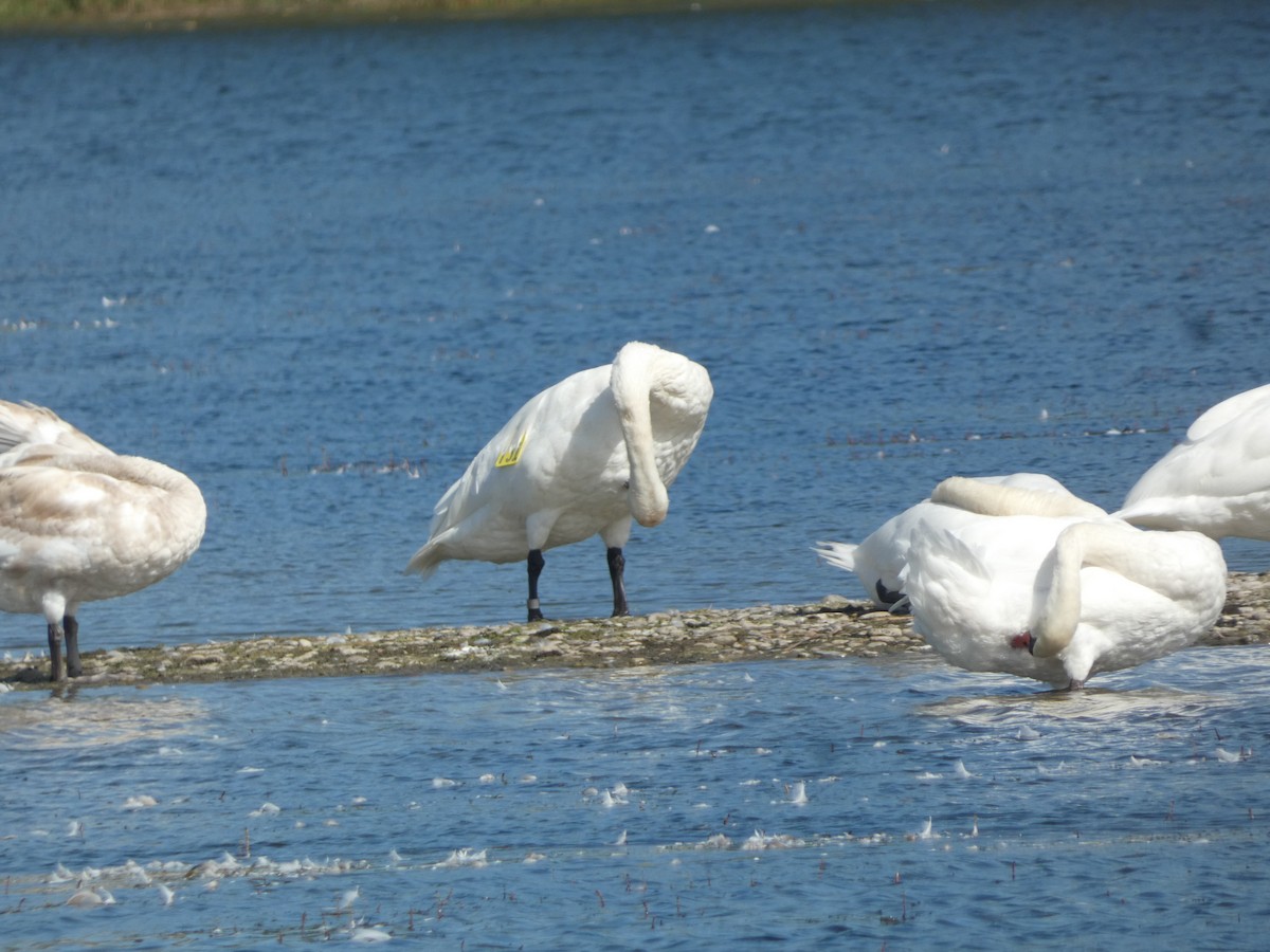 Cisne Trompetero - ML624572826