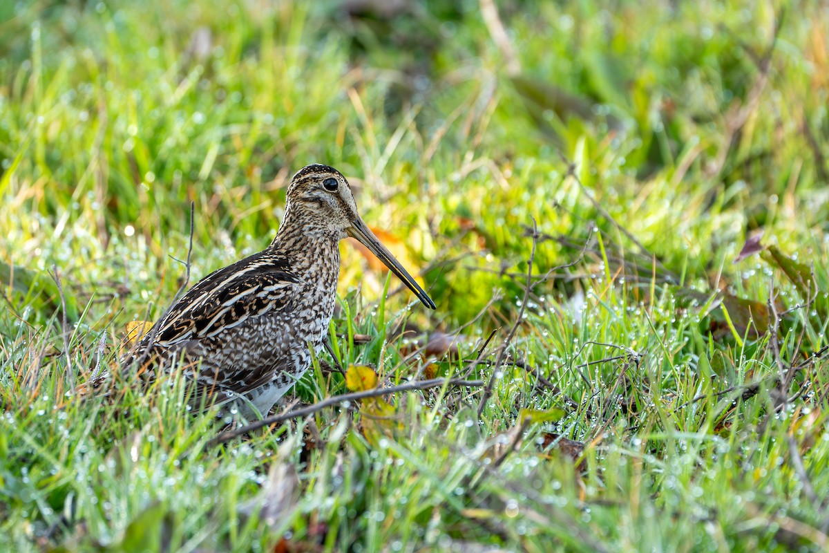 Agachadiza Magallánica - ML624572827