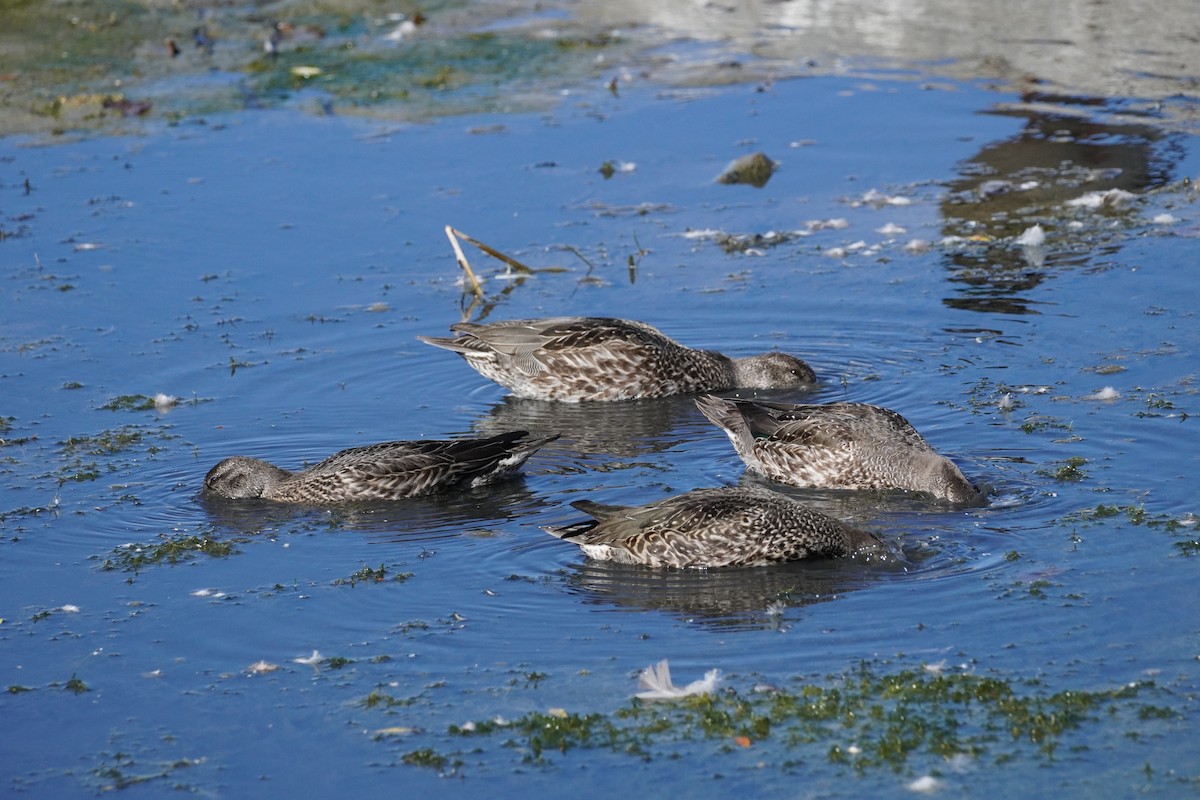 Green-winged Teal - Keith Wickens