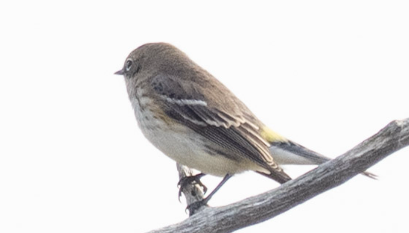 Yellow-rumped Warbler - Anonymous