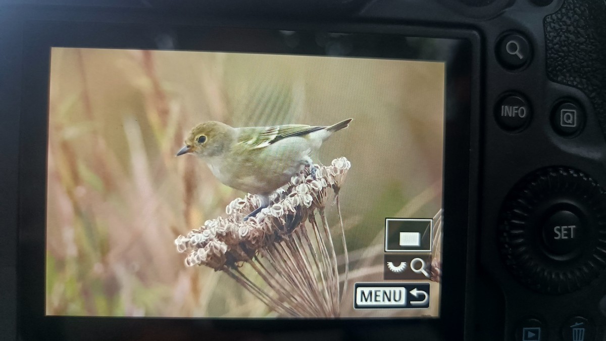 Pájaro Moscón Carirrojo - ML624572851