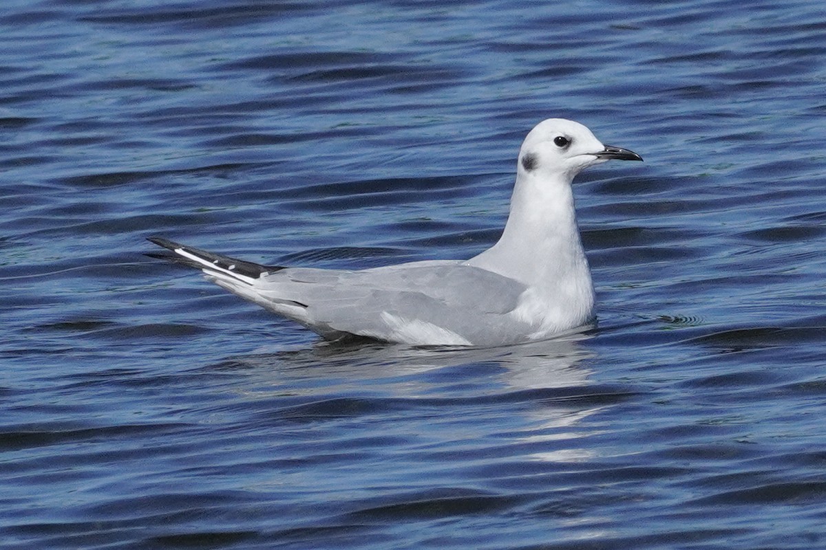 Gaviota de Bonaparte - ML624572855