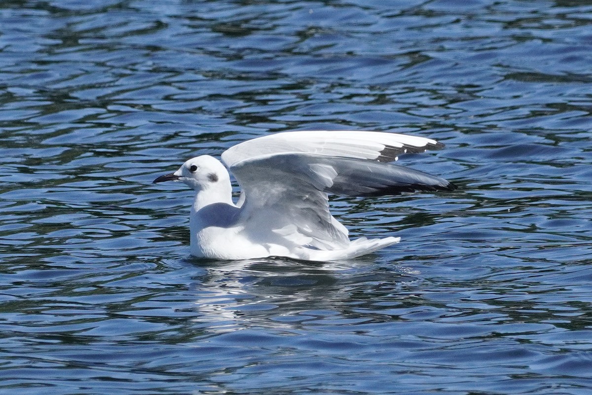 Bonaparte's Gull - Keith Wickens