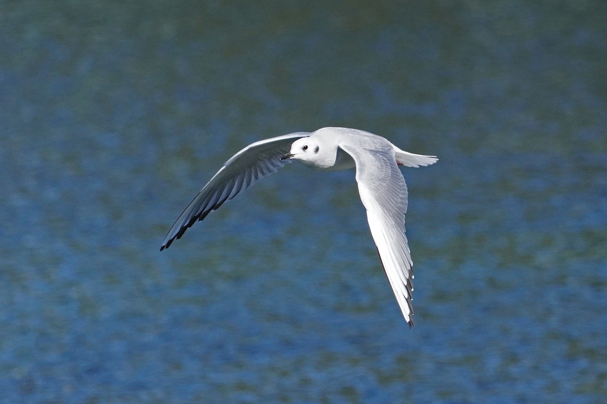 Gaviota de Bonaparte - ML624572857