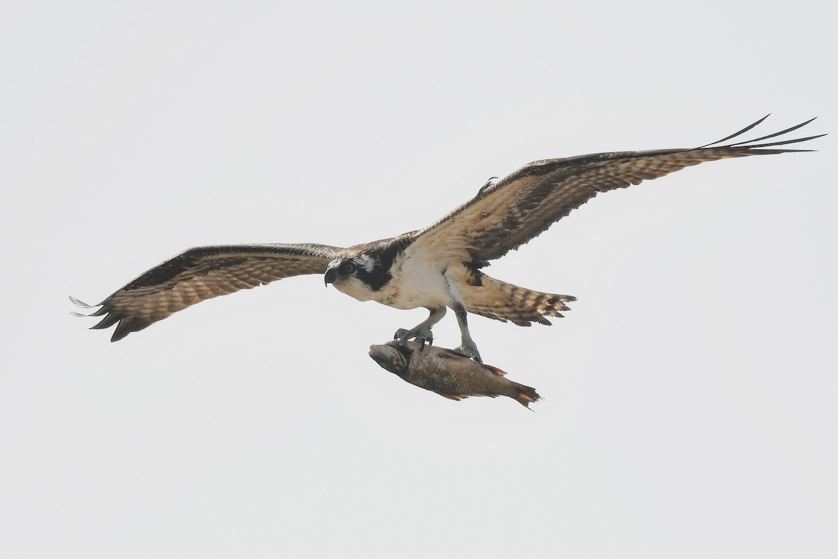 Águila Pescadora - ML624572859