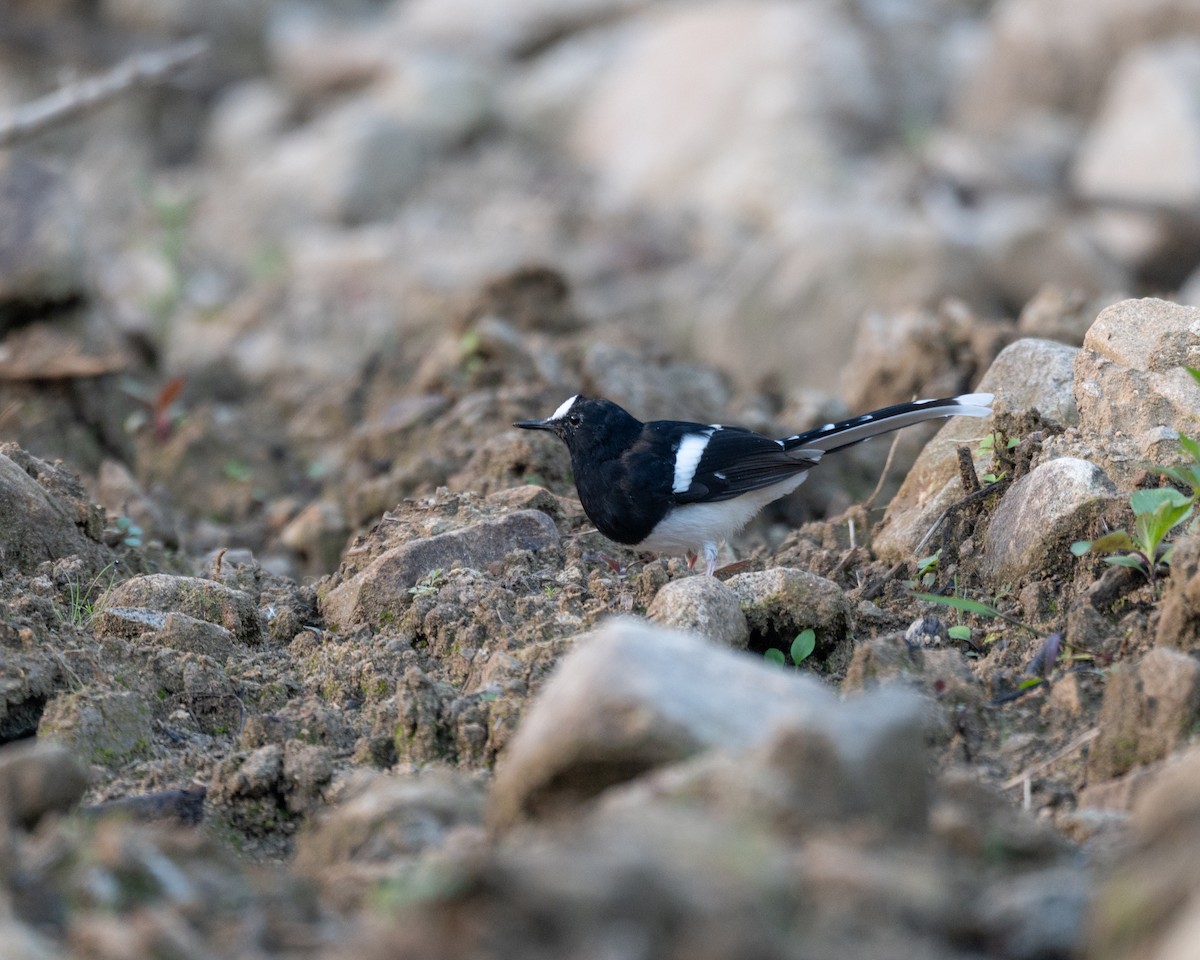 White-crowned Forktail (Northern) - Linn sherwin