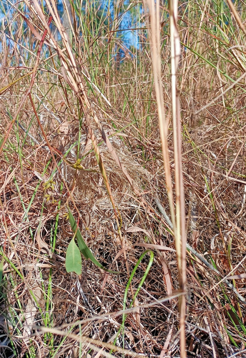 Variegated Fairywren - ML624572897