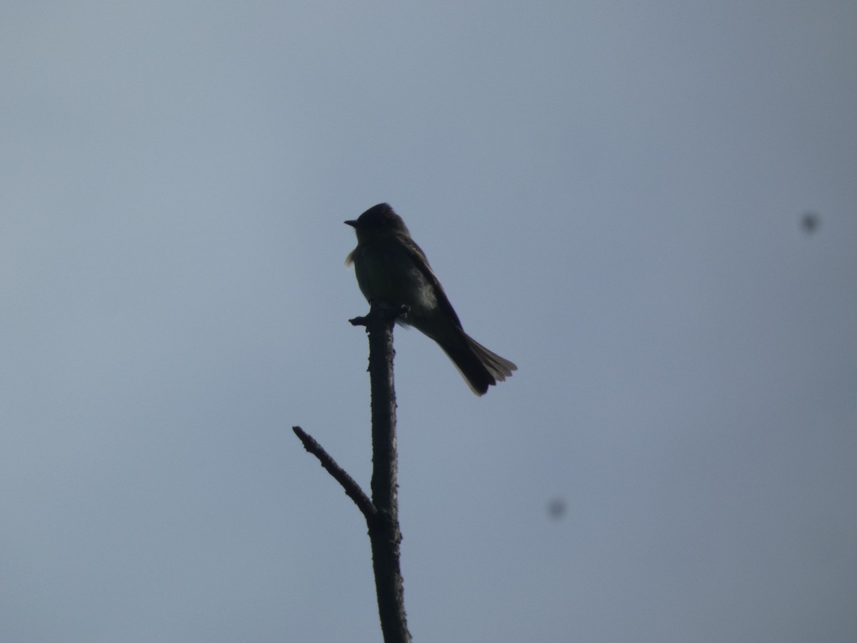 Eastern Wood-Pewee - Jeremy Logan