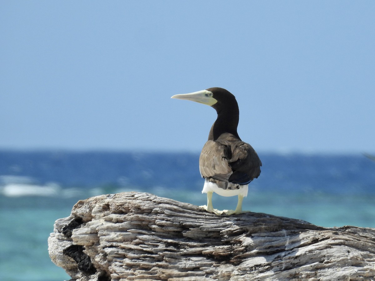 Brown Booby - ML624572906