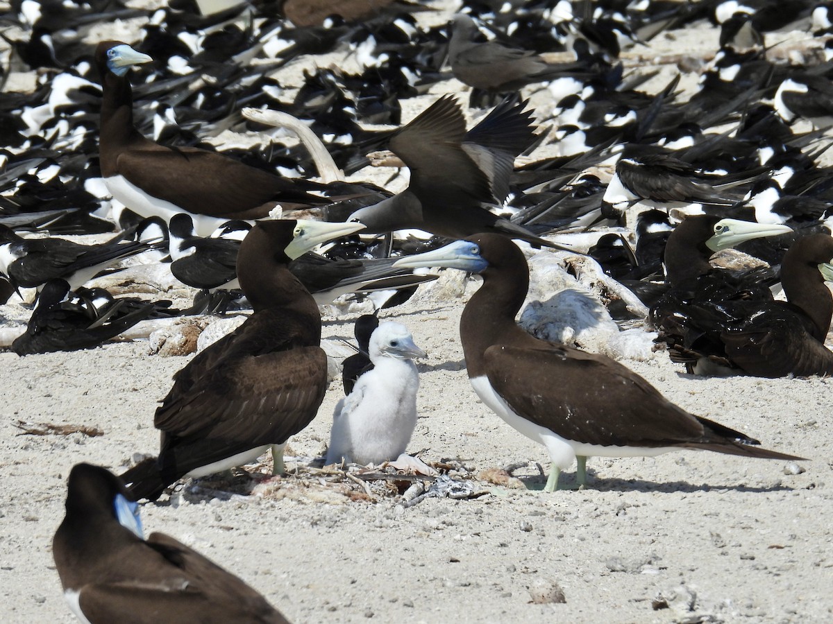 Brown Booby - ML624572907