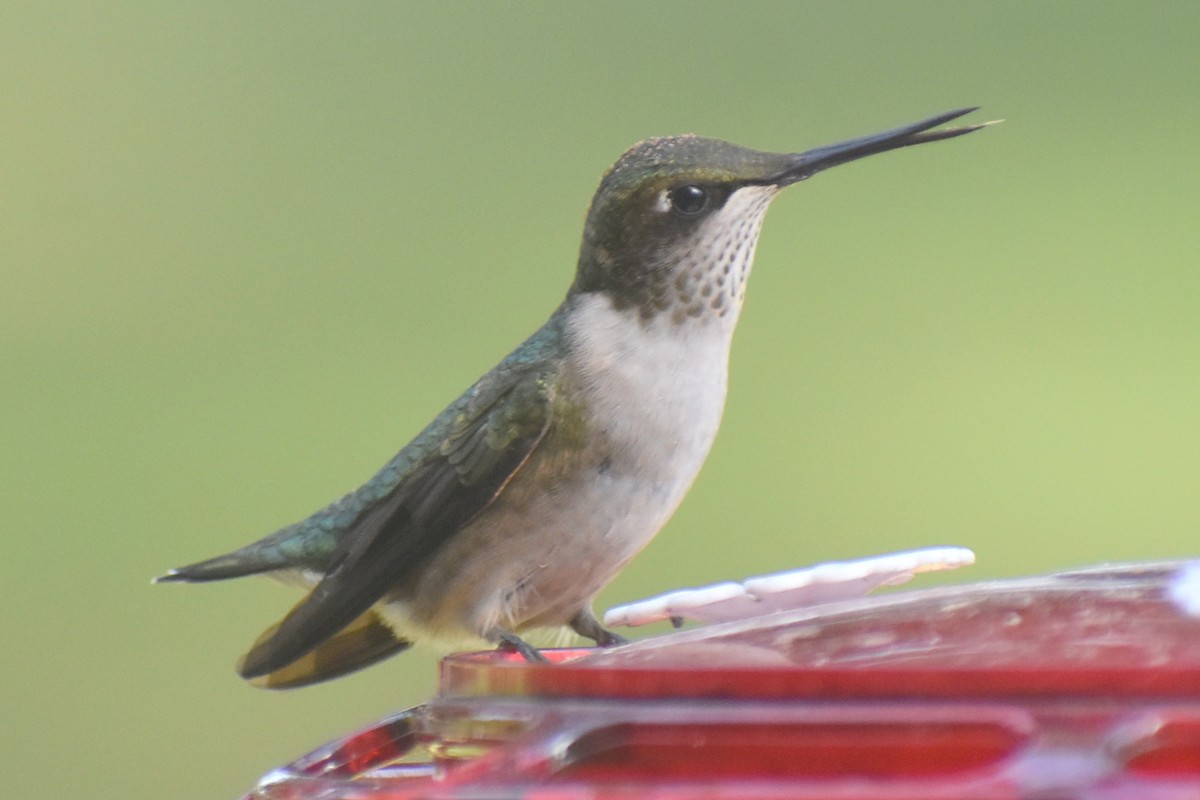 Colibrí Gorjirrubí - ML624572915