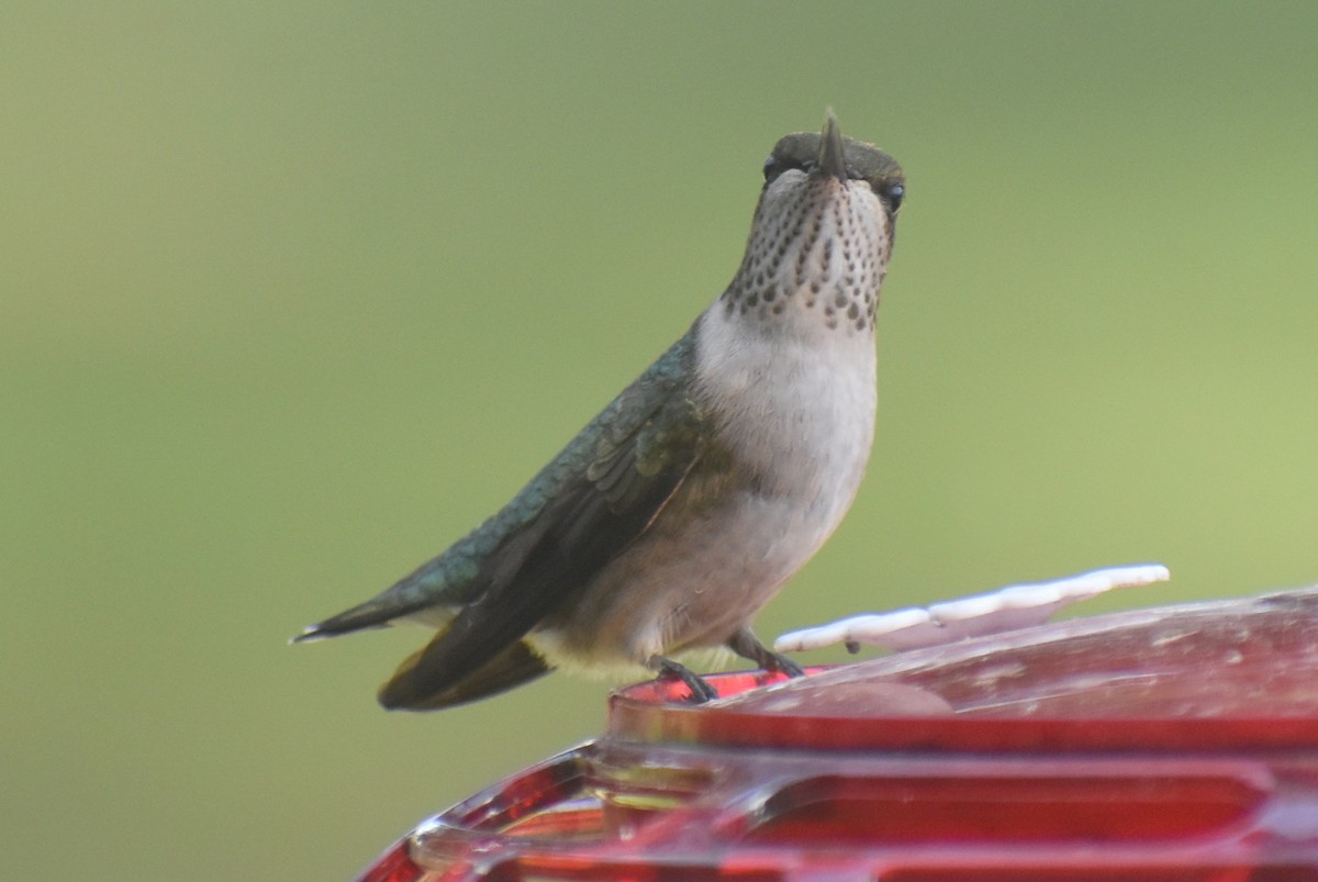 Ruby-throated Hummingbird - Claire H