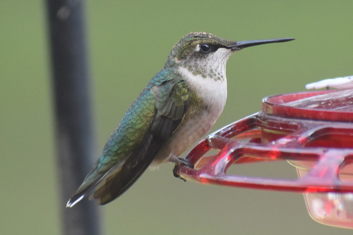 Colibrí Gorjirrubí - ML624572919