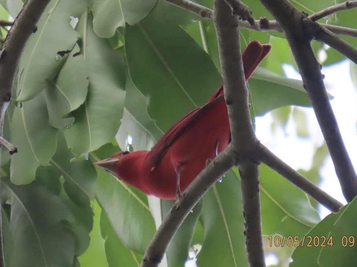 Summer Tanager - Green Blood