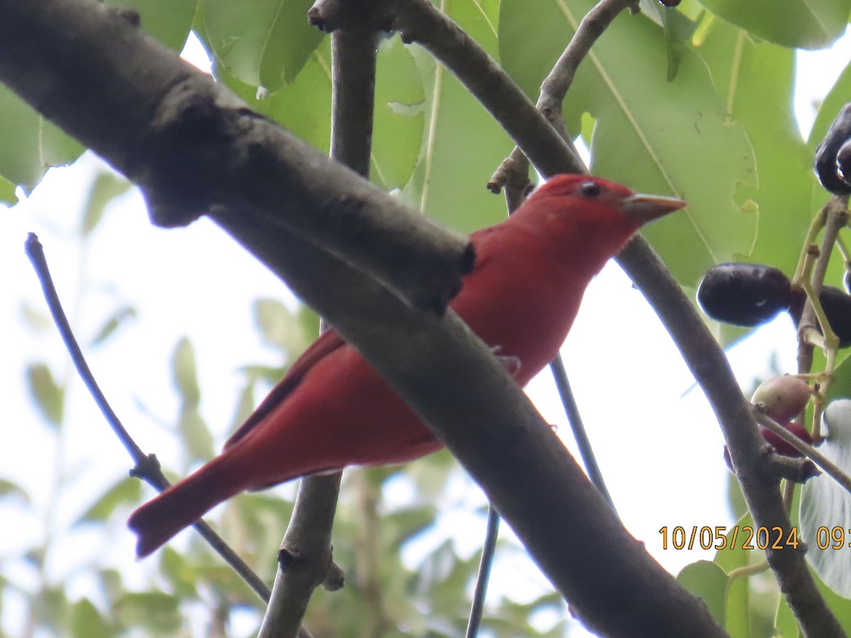 Piranga Roja - ML624572938